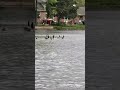 Watch These Geese Line Up Perfectly 🦢 #shortsviral #shorts #shortsfeed