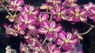 Live chớp giá mềm 0388883958