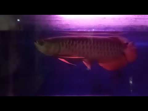 Golden Red Arowana RTG 30cm Lampu merah YouTube