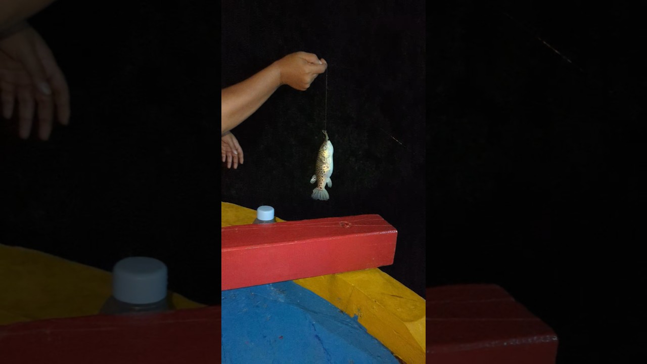 mancing baramundi dapatnya ikan buntal