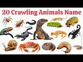 20 रेंगने वाले जानवरों नाम | 20 Crawling Animals for Kids | LearnAnimal Names with Pictures