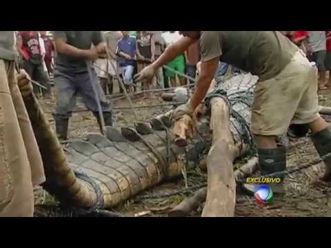 O Maior Crocodilo do Mundo Na Filipinas #RecordTV