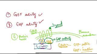 GAP and GEF activity explained.