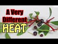 MOUNTAIN PEPPER : The Butt-Shaped Spice That You Need to Try - Weird Fruit Explorer - Ep 399