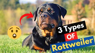 What are the 3 Types of Rottweilers? Which type do you have or looking to get? by Little Paws Training 3,522 views 11 months ago 6 minutes, 44 seconds