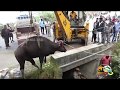 Bison rescue | Kodaikanal | Rescuesd by the Forest Department