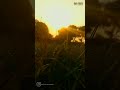 Man Mast Magan Reel || Reel || Nature  || #sunset
