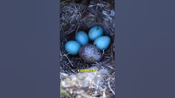 Koekoekskuiken gooit broertjes en zusjes uit het nest 😱 #shorts