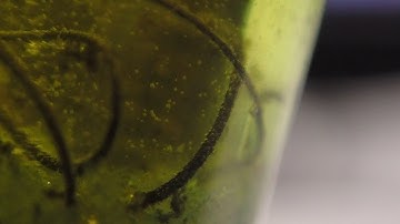 Iron(ii) Chloride and Iron(iii) Chloride