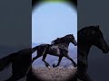 Black horse running