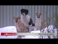 Мнения экспертов: последствия возможной эвтаназии бездомных собак в Иркутской области