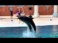 SEALANYA Dolphin show, Alanya, Turkey / Шоу дельфинов в морском парке SEALANYA