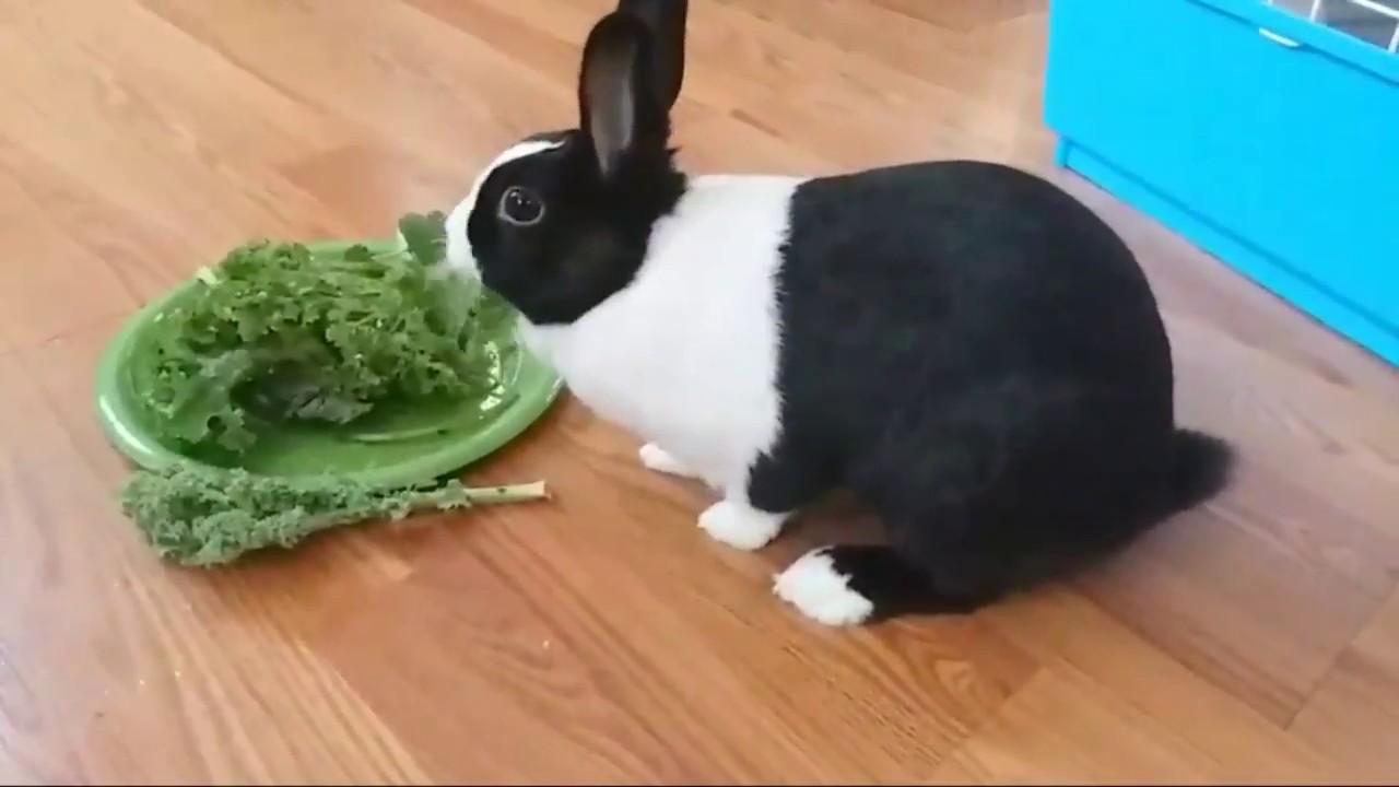 Bunny Eating Veggies - YouTube