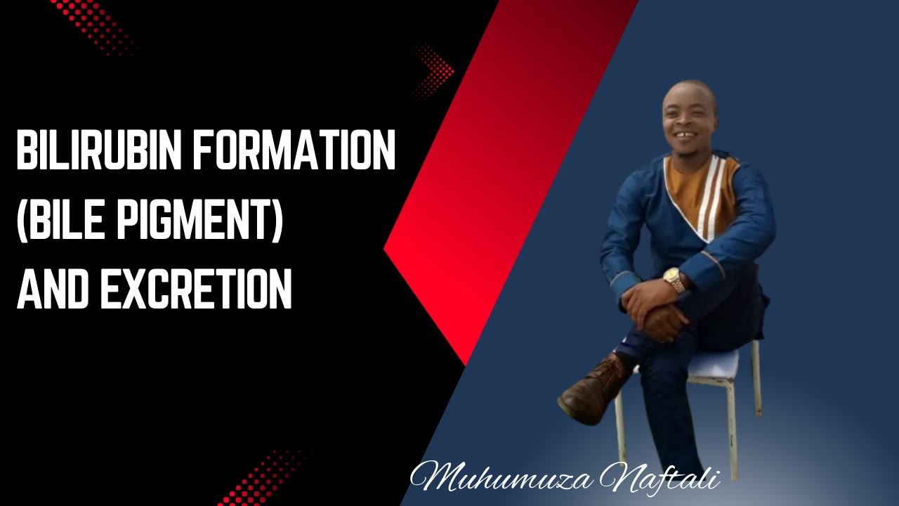 Образование билирубина (желчного пигмента): судьба эритроцитов — клиническая химия.