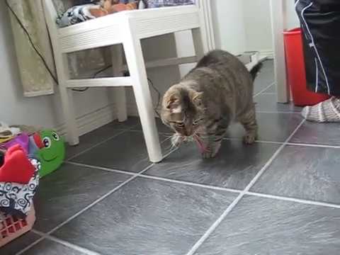 cat แปลว่า Gone in 10 seconds