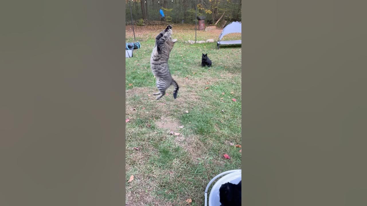 My talking kitty cat. Гламурный котик. Cat am a kitty cat. Кошка в платье. Котики в костюмчиках.