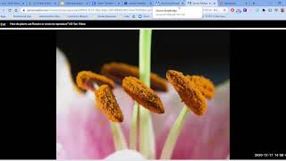 Savvas Chapter 3 Lesson 4 Part 4:  How do plants use flowers or cones to reproduce?