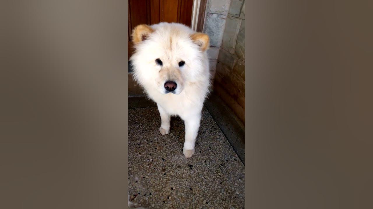 How To Groom A Chow Chow At Home How to Groom a Chow Chow at Home - The #1 Secret to a Happy and Healthy