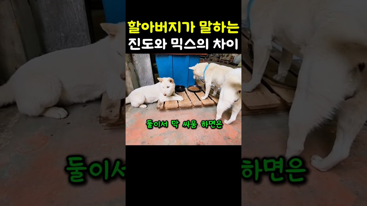 할아버지가 알려주는 진돗개와 진도 믹스의 차이
