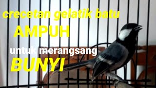 suara burung gelatik batu nyrecet