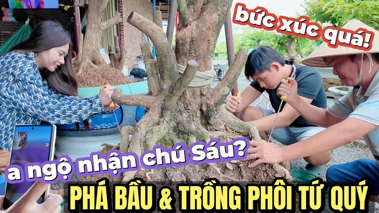 Đang phá bầu & trồng phôi tứ quý khủng A Mạnh Hùng bức xúc cuộc gọi đánh giá giảo chú Sáu Bình Dương