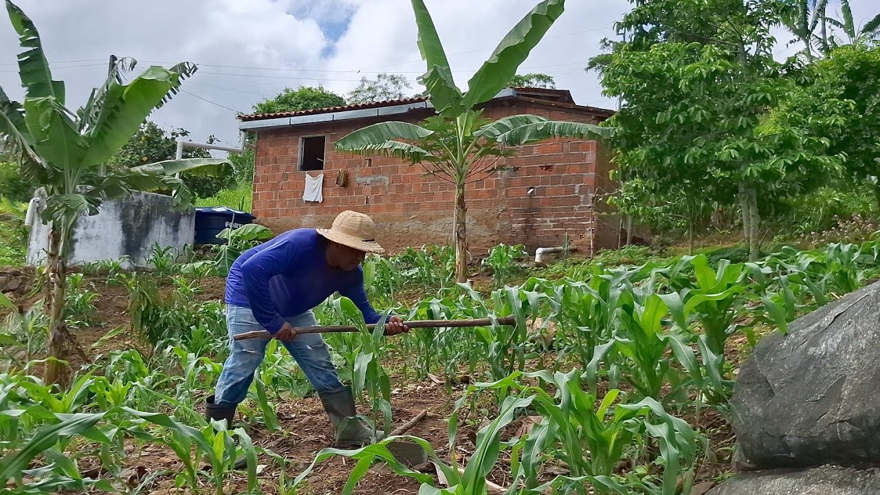 Limpando uma grande plantação de milho ao redor da minha casinha 