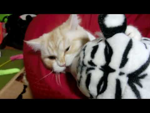 ホワイトタイガーの猛反撃にティーちゃんも大激怒♥️