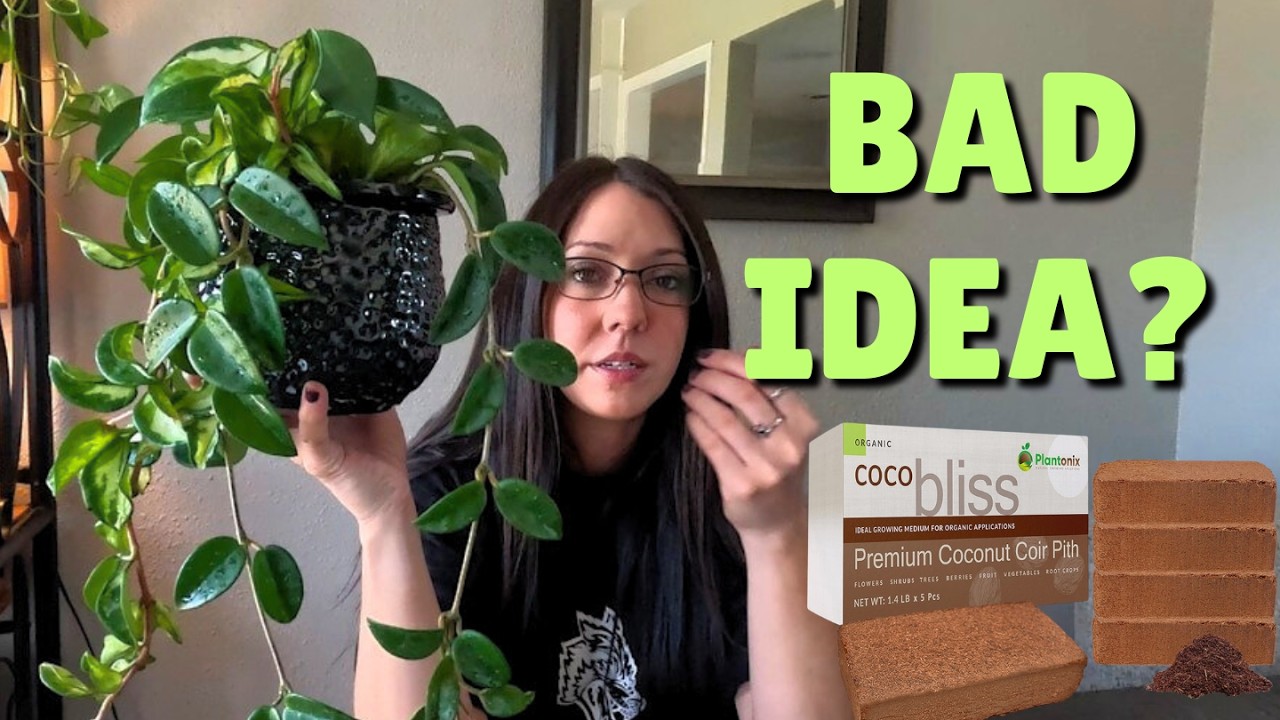 Was This a Mistake? | Hoya Experiment