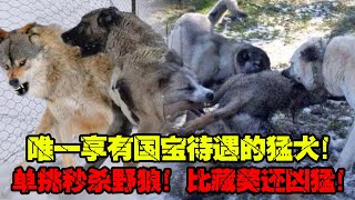 唯一享有國寶待遇的猛犬！單挑秒殺野狼，比藏獒還兇猛的世界第一猛犬！