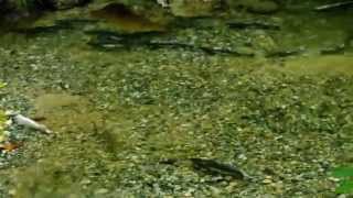 Salmon spawning  British  Columbia 2015