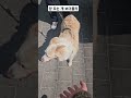 양 모는 개 보더콜리