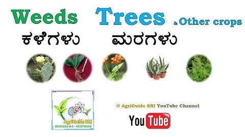 Weeds | Trees | ಕಳೆಗಳು | ಮರಗಳು | Agriculture Practical Test Specimens| KCET