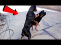 Cuando un Gran Doberman llevo ala escuela aun Poderoso Rottweiler en un enfrentamiento