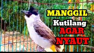 Download lagu Suara burung kutilang Gacor memanggil lawan pancingan kutilang belajar bunyi