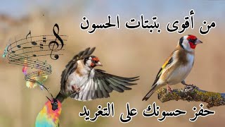 الحسون التي تهييج الذكور وتحفزها على التغريد 🎶💯