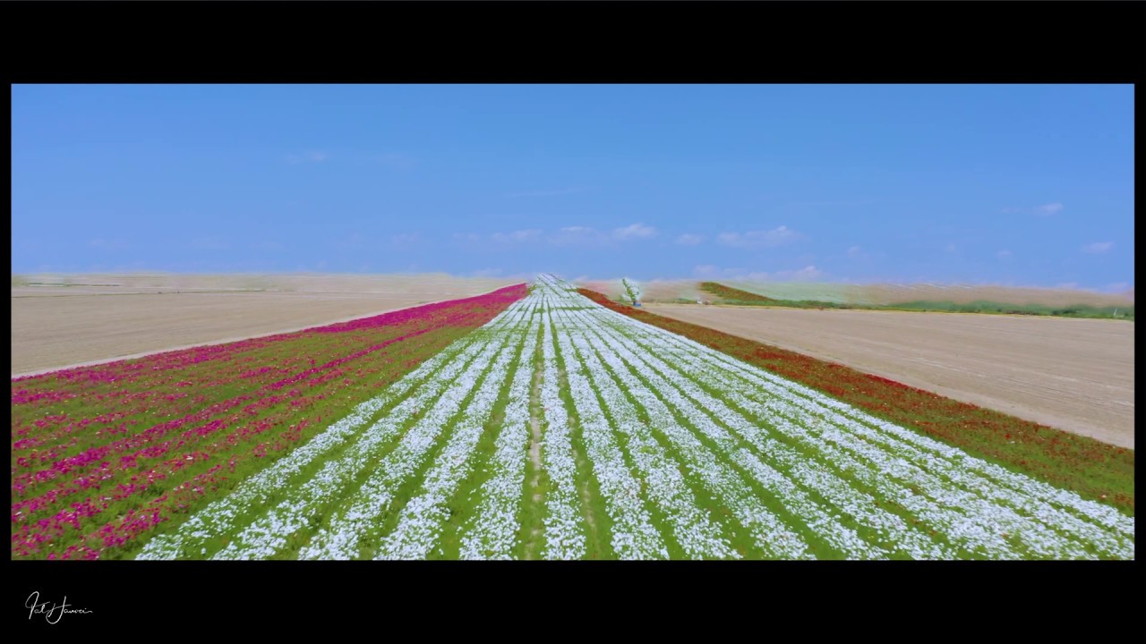 Amazing Aerial View of  Israel flowers in 4k - Drone Cinematography by Tal Hanoci