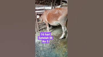 16 hari setelah IB ke 5 ‼️sapi simental #shorts #sapisimental