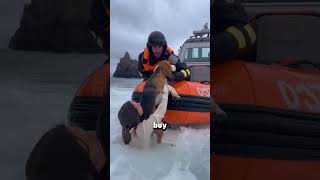 Massive Waves Drag Them Away! Woman &amp; Beagle Nearly Drown #rescue #dogrescue #wildliferescue #shorts