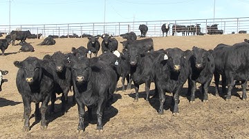 Angus VNR: Better cattle are in demand