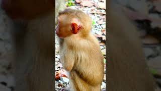 So Cute Baby Monkey Daily