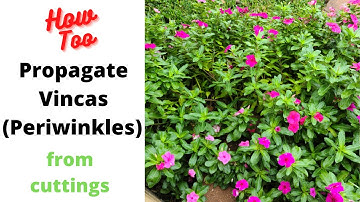 Propagating Periwinkles (Vincas) Easy!