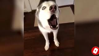 Funny  dog and cats new compilation