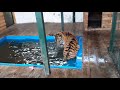 Игры с водой для ТИГРА!  Water games for TIGER! #tiger , #Watergames  , #тигр