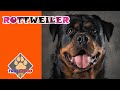 Rottweiler - Muhteşem Koruma Köpeği Rotweiler - Köpek Irkları