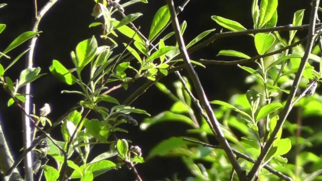 Wilson's Warbler singing 