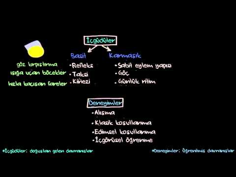 Edimsel Koşullanma: Doğuştan Gelen ve Öğrenilmiş Davranışlar (Psikoloji / Davranış)