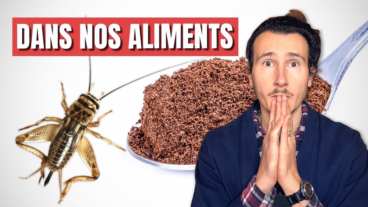 Vidéo : manger des insectes, c'est bon pour la santé !