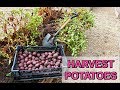 Harvesting Potatoes | Easy, When & How to | Raised Bed Potatoes