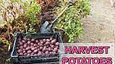 HOW TO GROW POTATOES IN A BAG