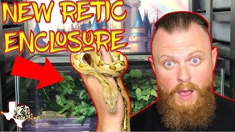 HANDLING MY RETICULATED PYTHON | UPGRADING HER ENCLOSURE
